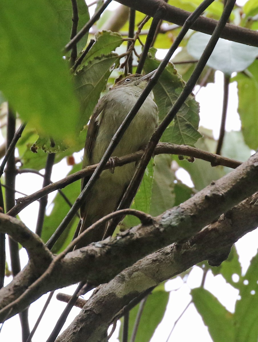 Buff-vented Bulbul - ML142011311