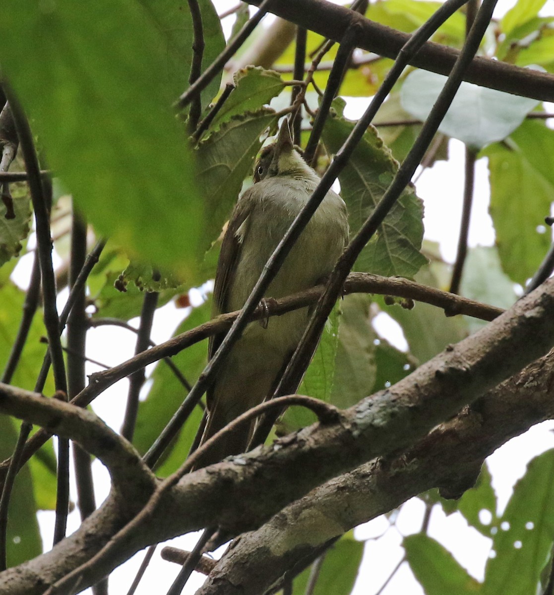 Bulbul Oliváceo - ML142011321