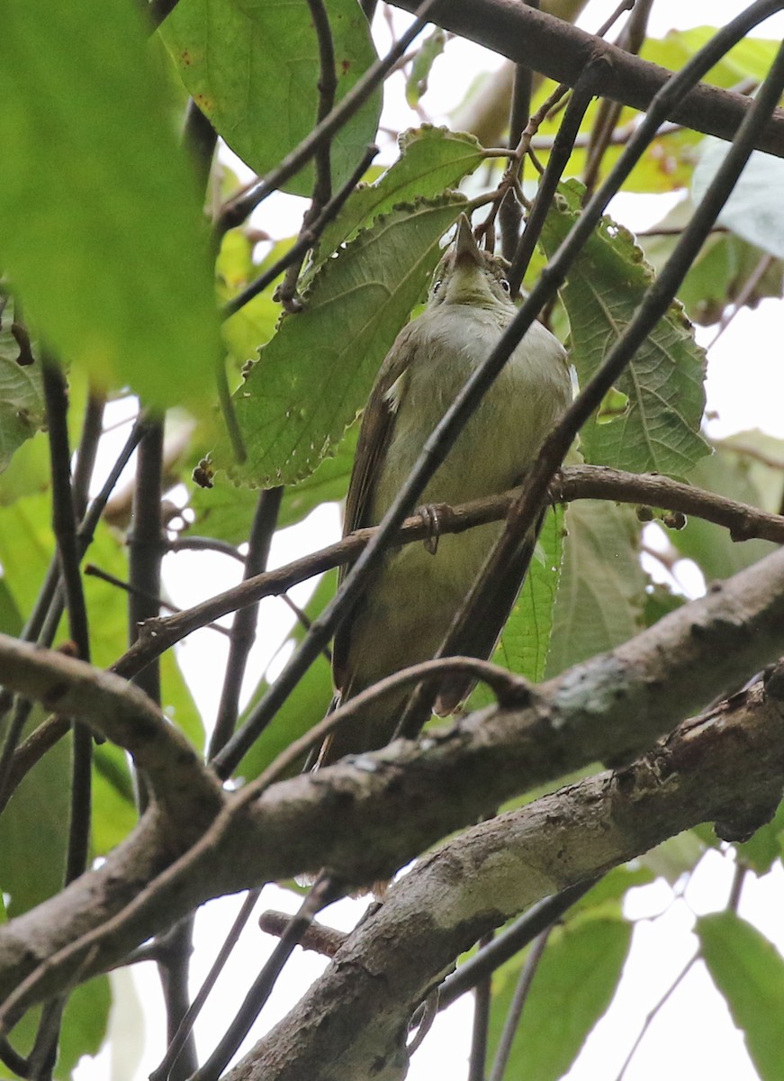 Bulbul Oliváceo - ML142011331