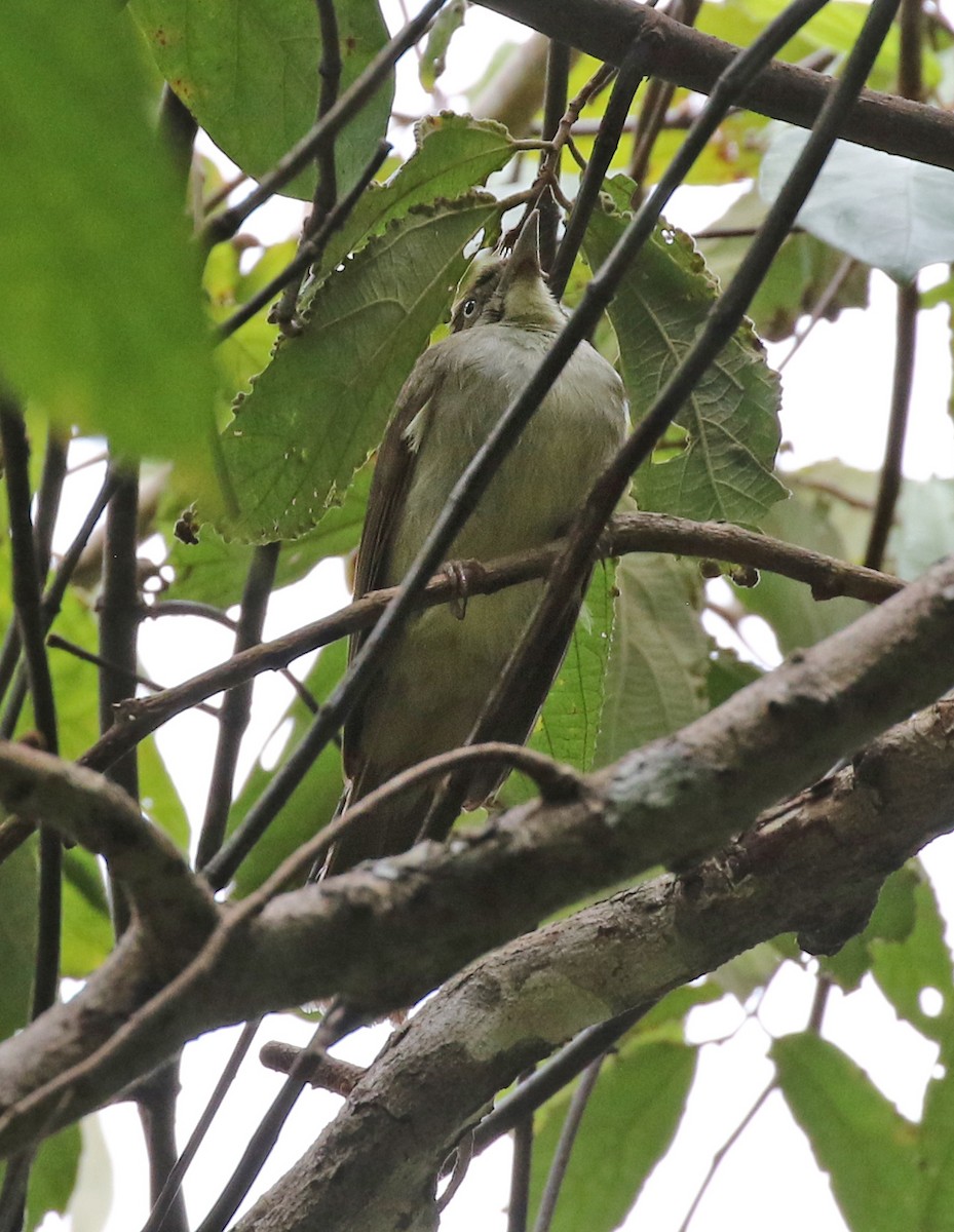 Bulbul Oliváceo - ML142011341