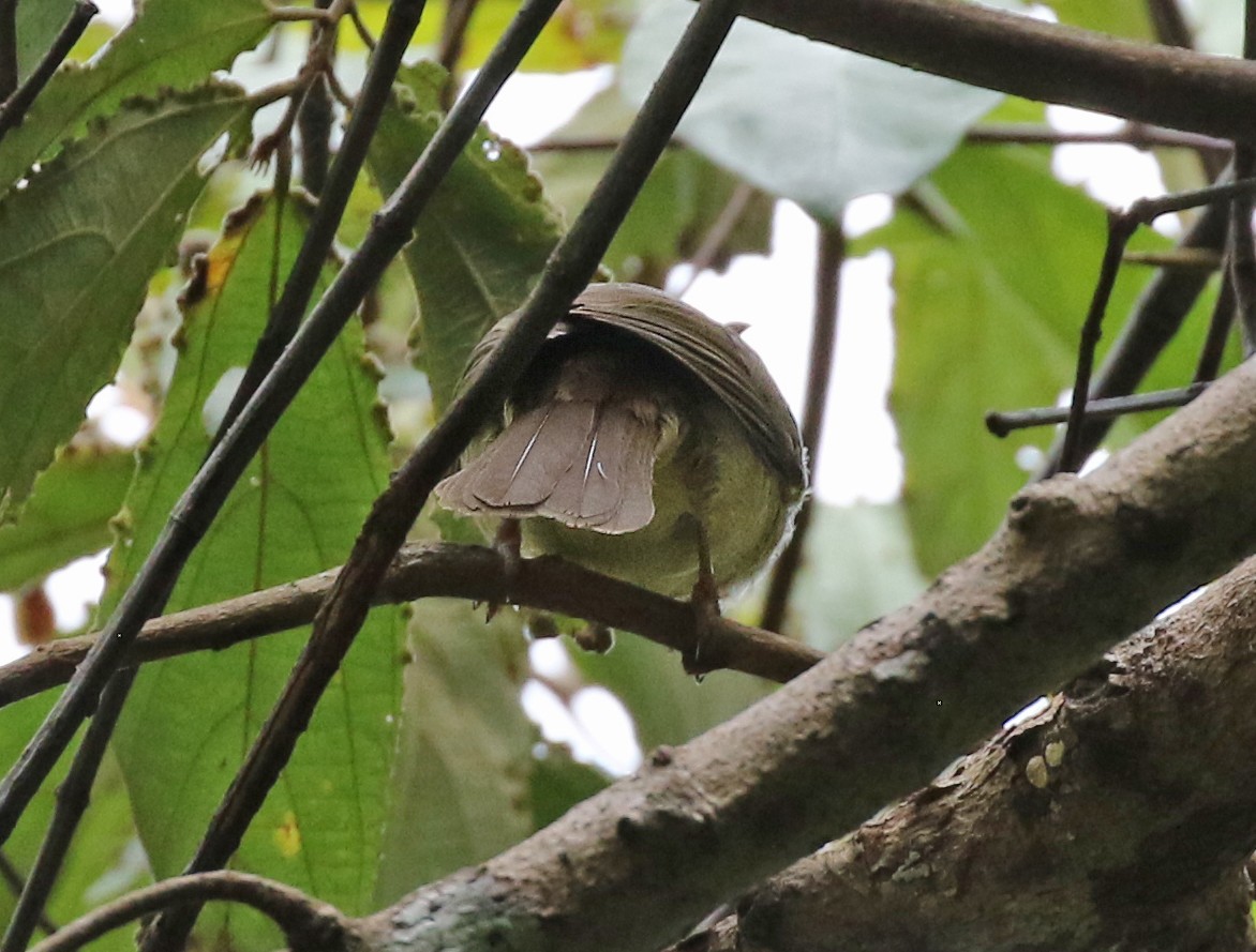 Bulbul Oliváceo - ML142011371