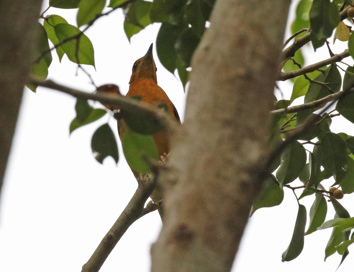 Orange-headed Thrush - ML142011471