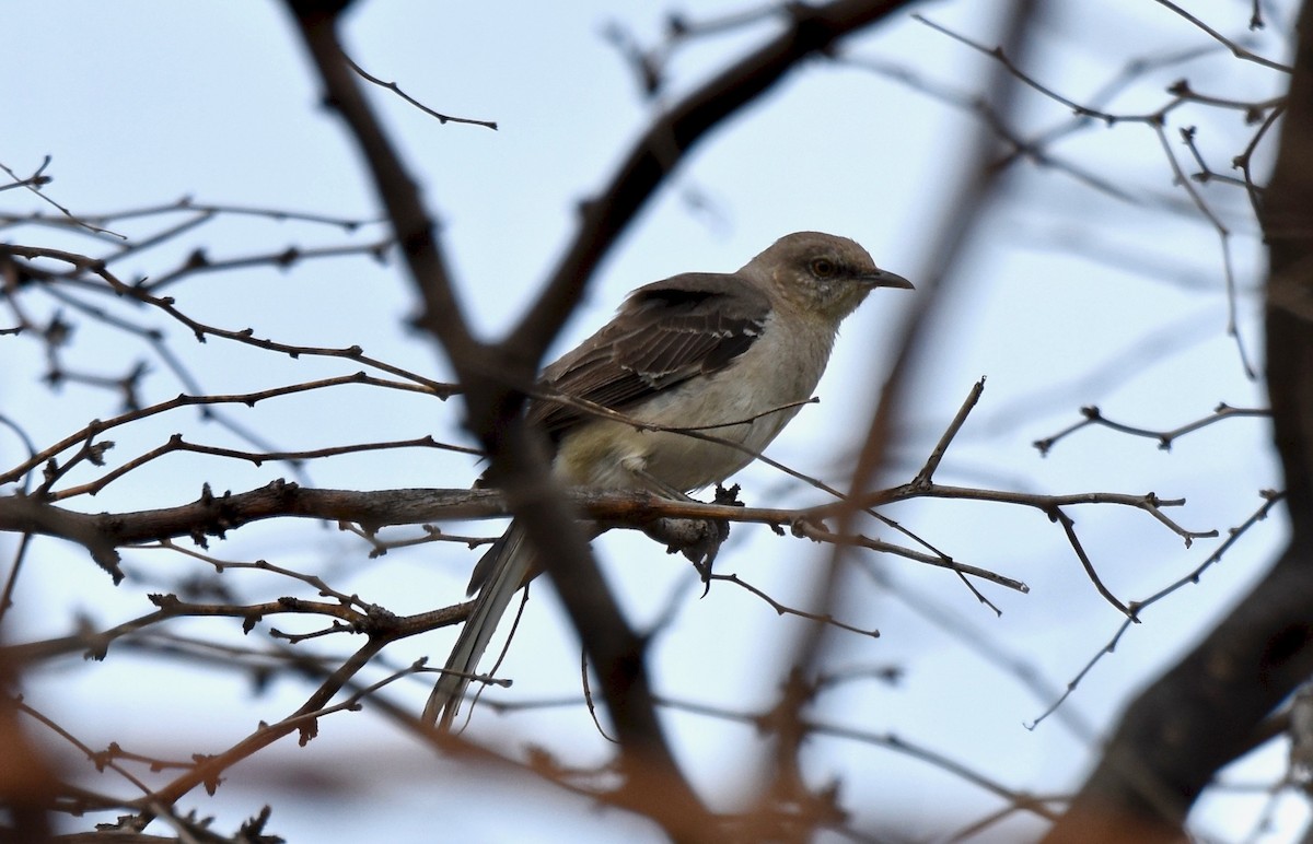 Northern Mockingbird - Walter Oshiro