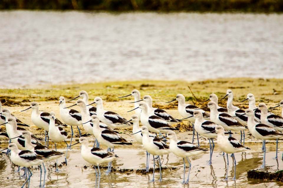 Avocette d'Amérique - ML142011811