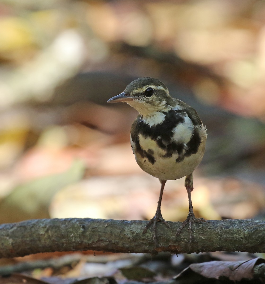 Bergeronnette de forêt - ML142011921