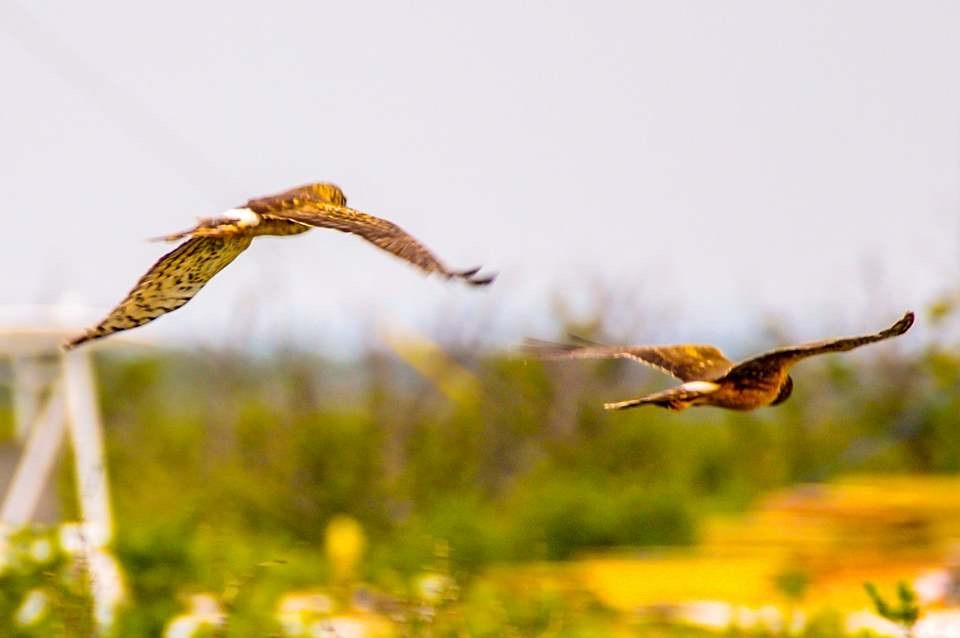 Northern Harrier - ML142012011