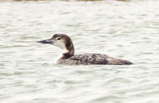 Plongeon huard - ML142012161