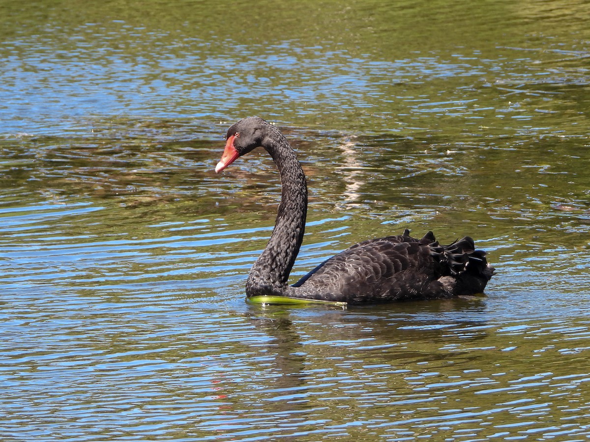 Black Swan - Samuel Burckhardt