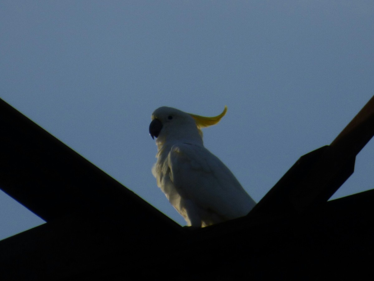 Sulphur-crested Cockatoo - ML142013241