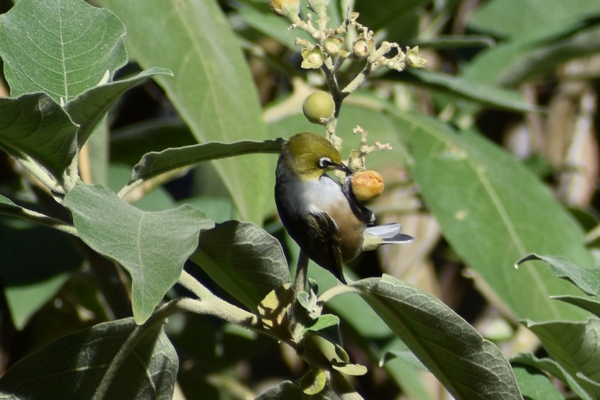 Silvereye - Lance Rathbone
