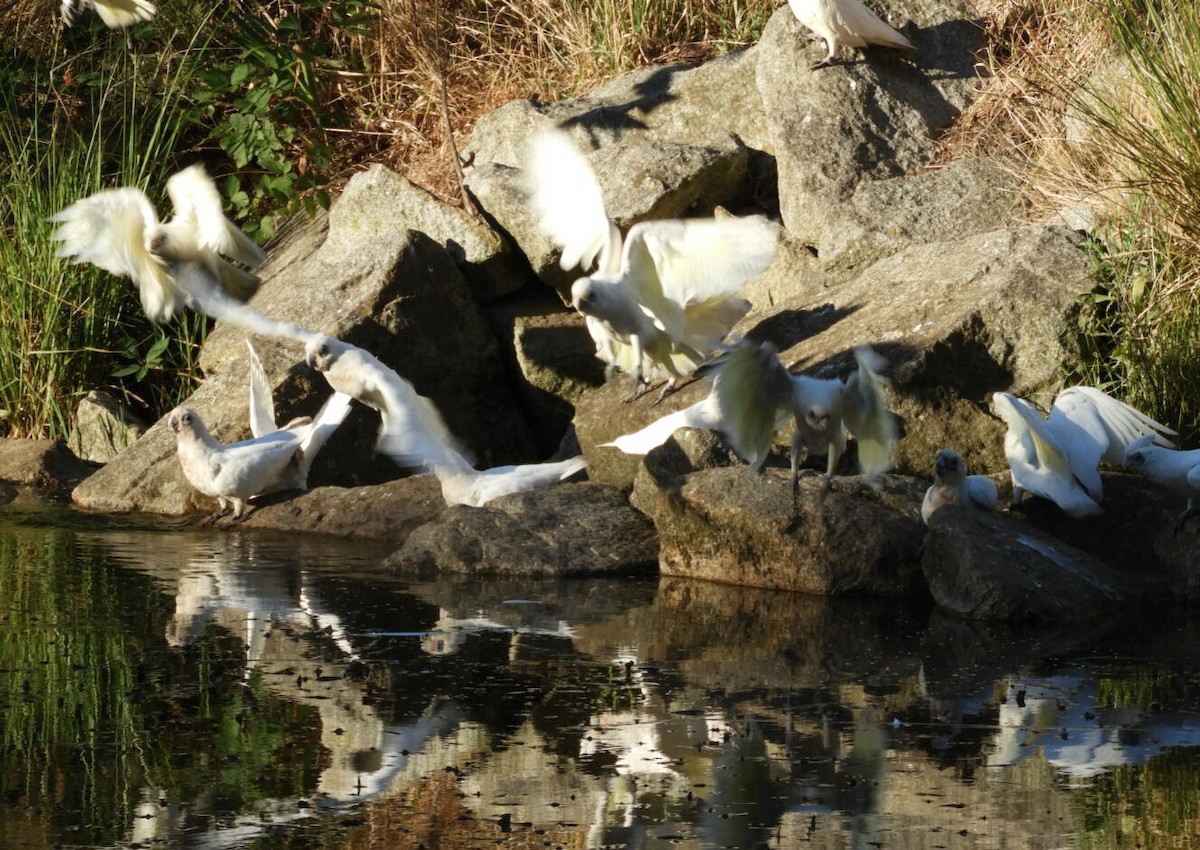 Nacktaugenkakadu - ML142013911