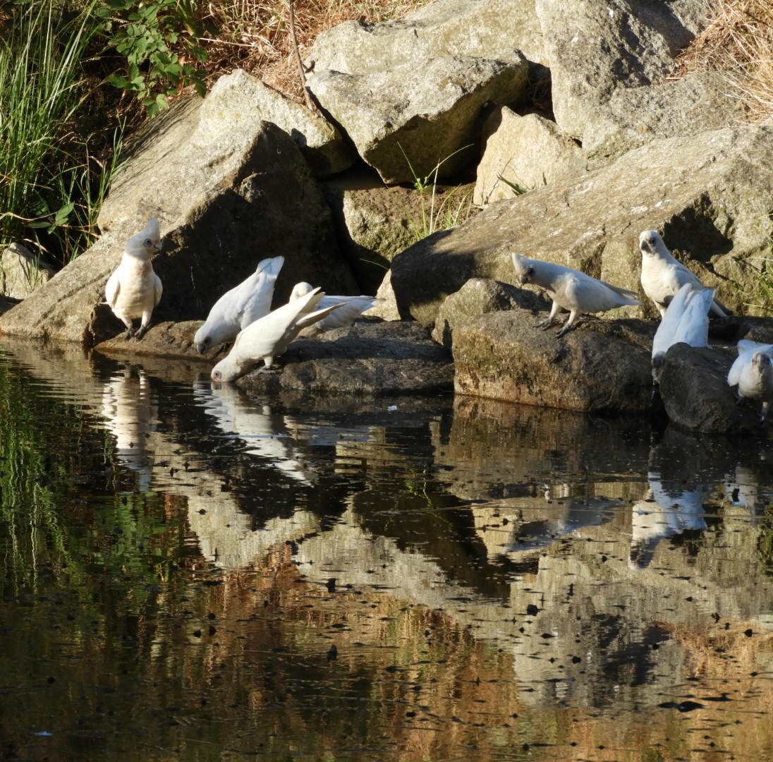 Cacatoès corella - ML142013931