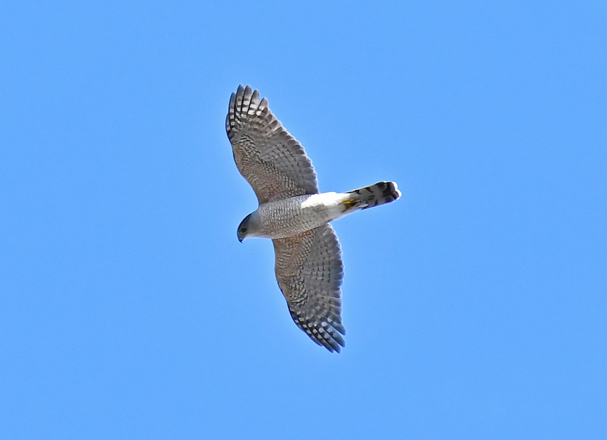 Cooper's Hawk - ML142014381