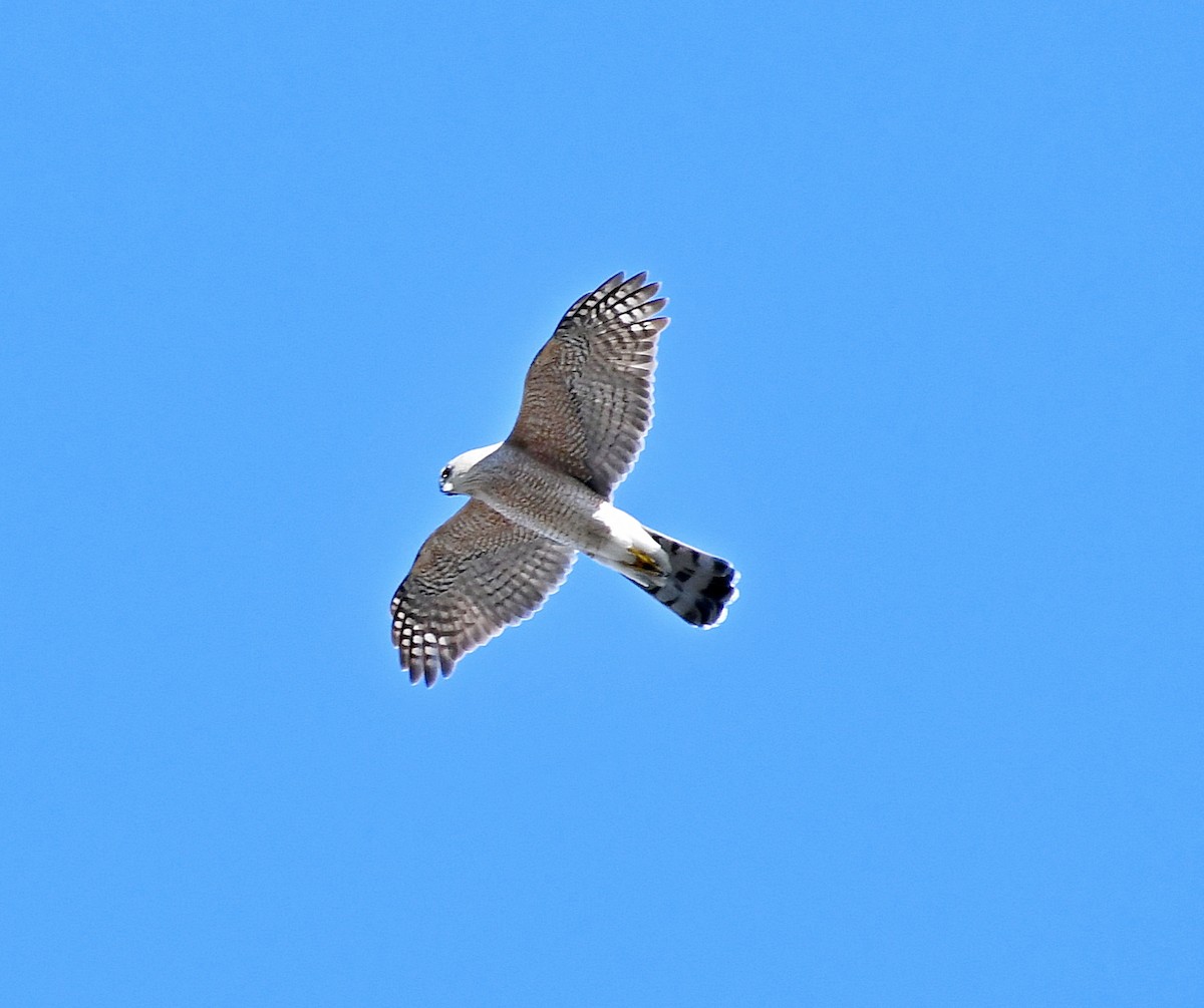 Cooper's Hawk - ML142014401