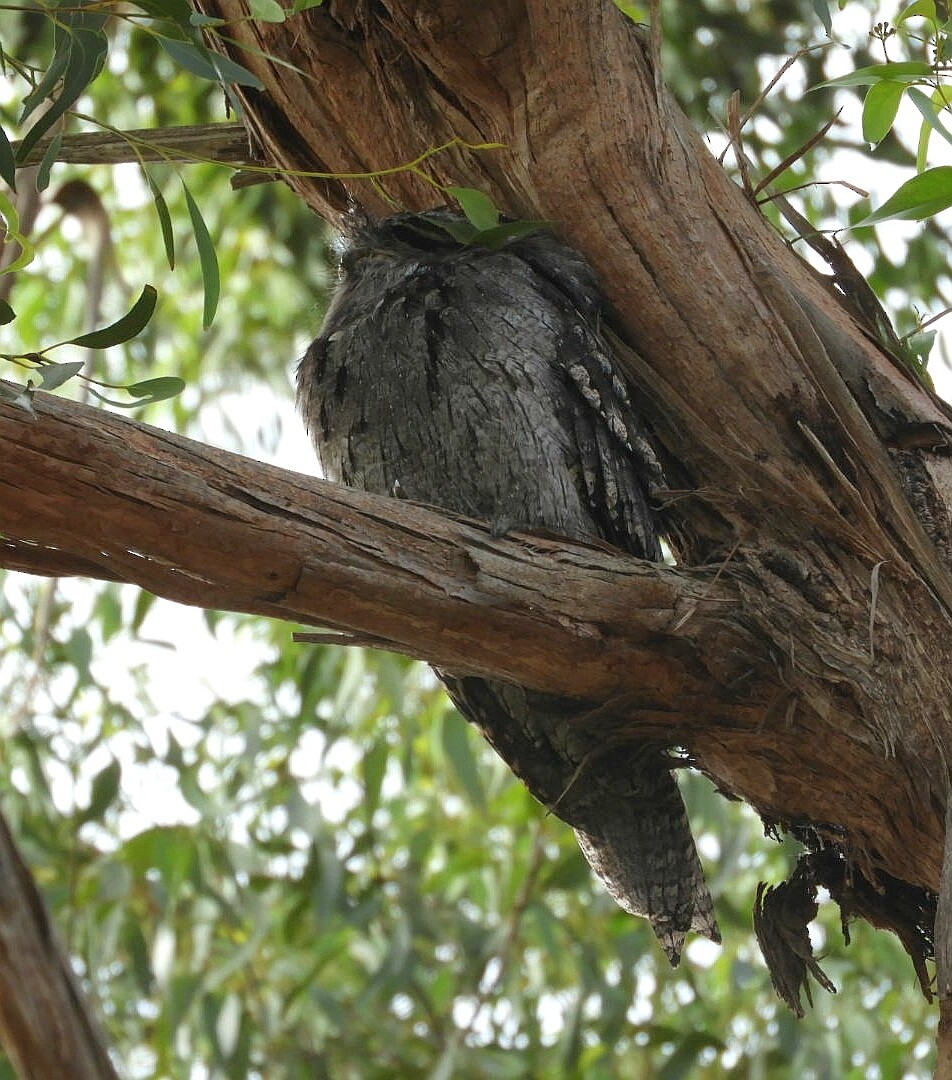 Tawny Frogmouth - ML142014851