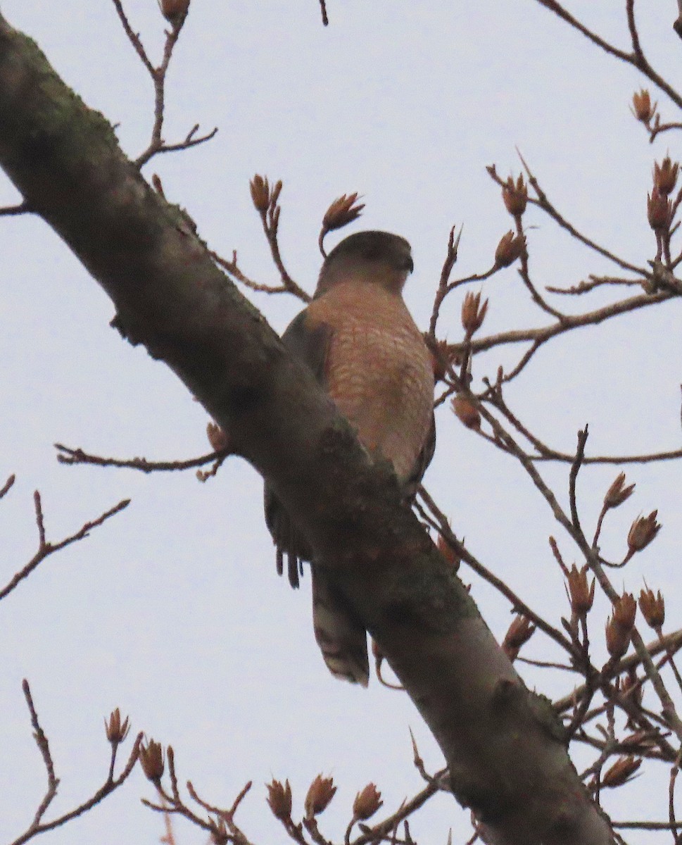 Cooper's Hawk - ML142014861