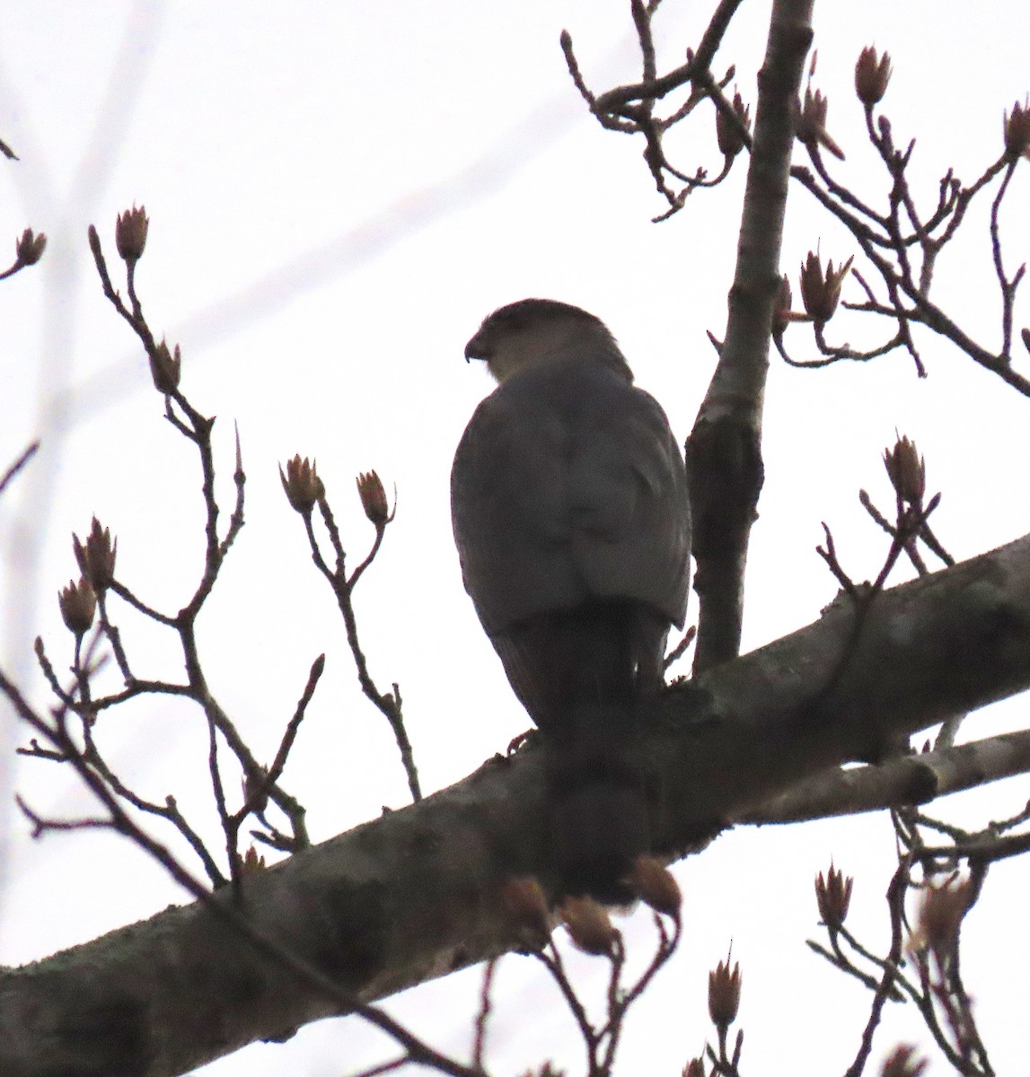 Cooper's Hawk - ML142014881