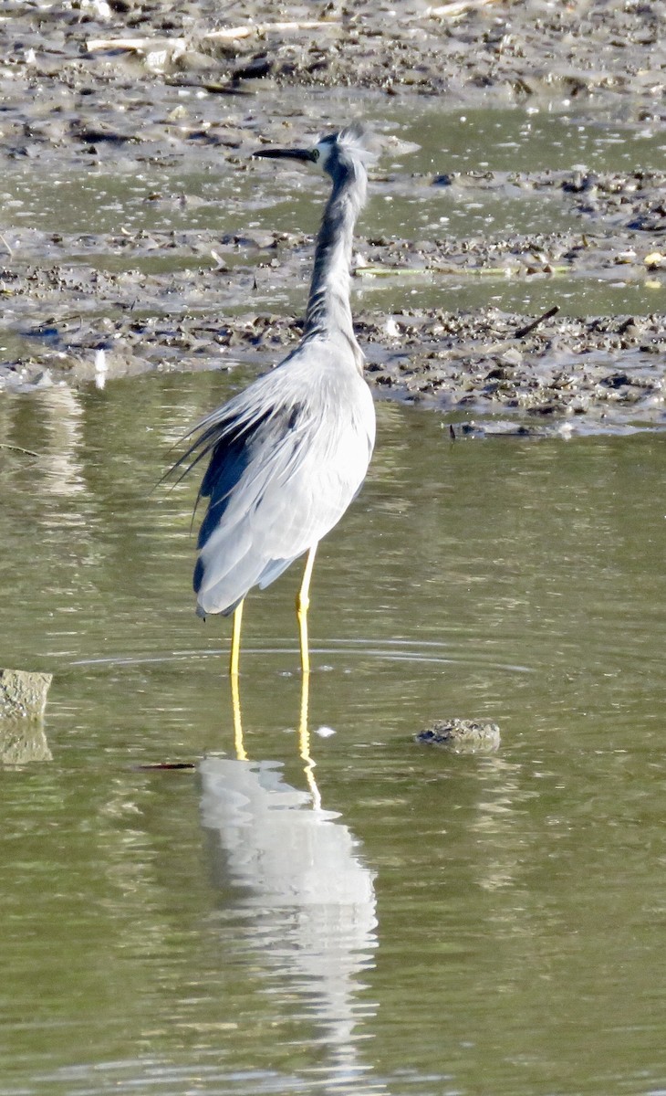 White-faced Heron - Lissa Ryan