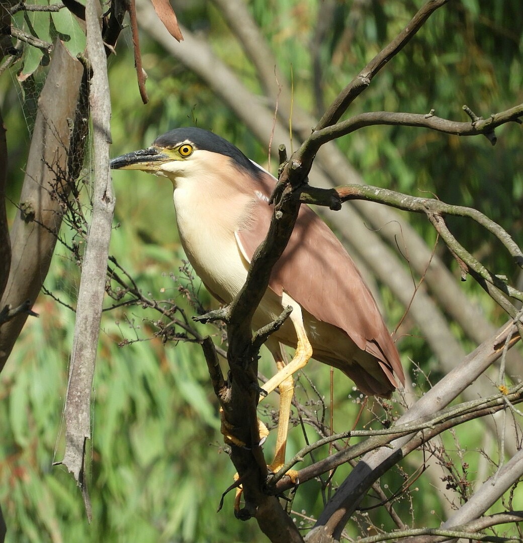 Nankeen Night Heron - ML142014951