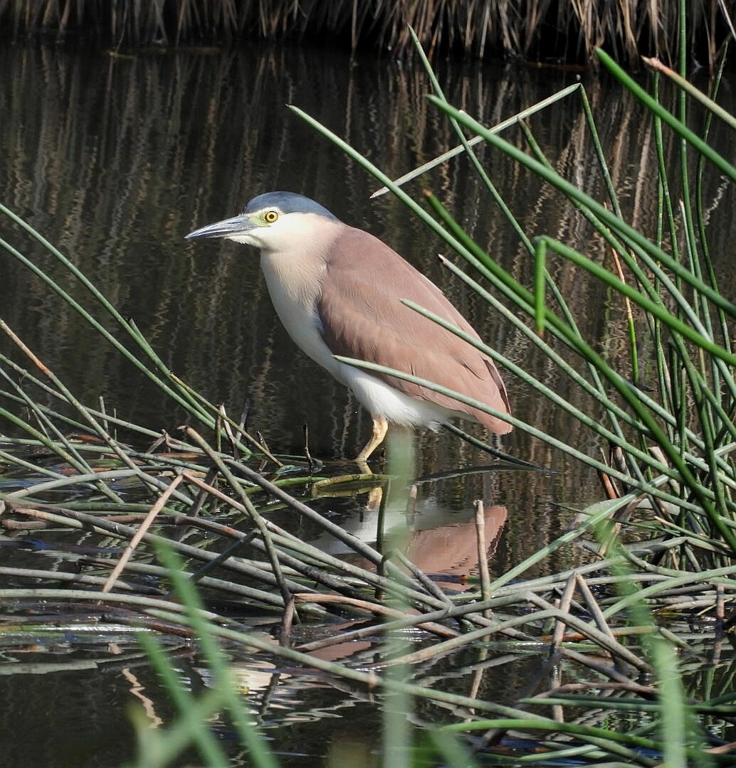 Nankeen Night Heron - ML142014991