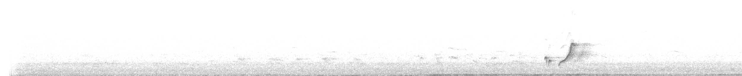 hvitsmykkehonningeter - ML142015141