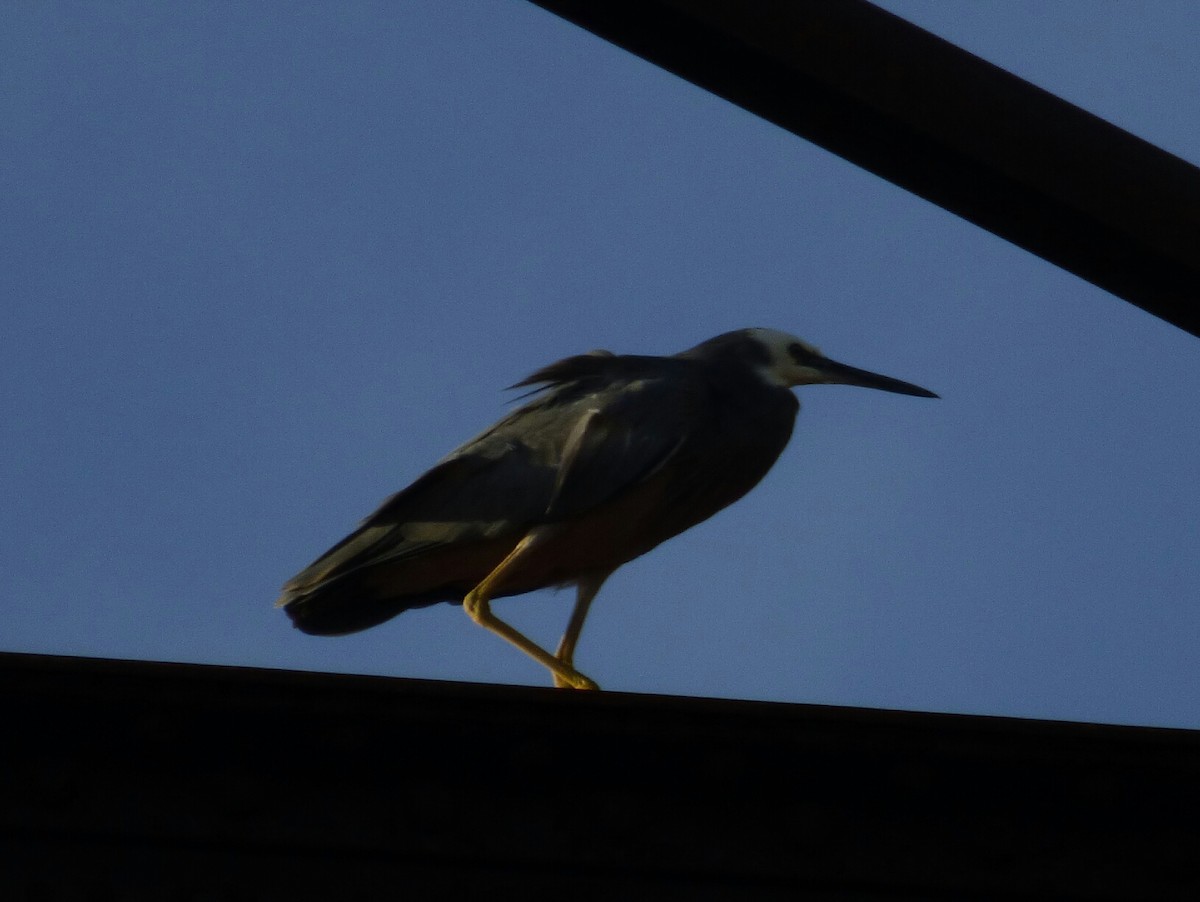 White-faced Heron - ML142015731