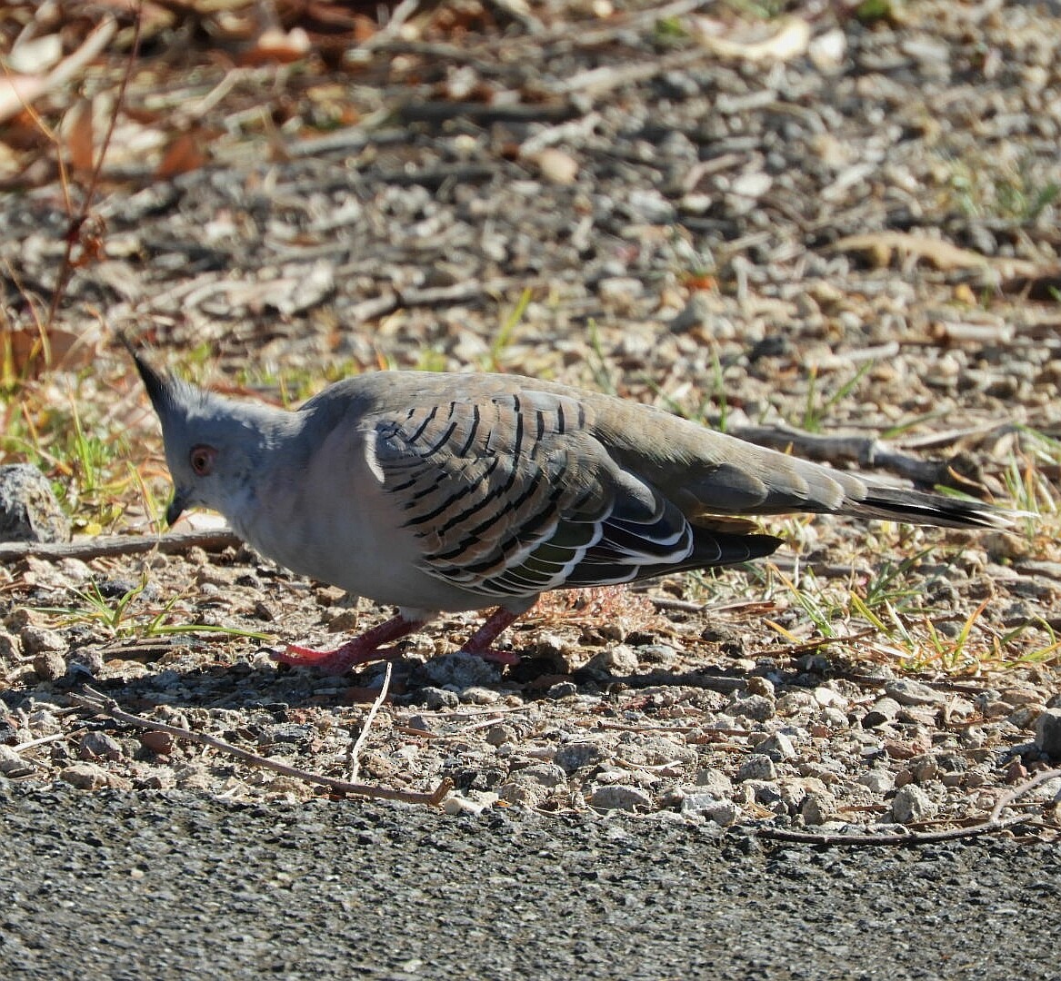 Crested Pigeon - ML142016051