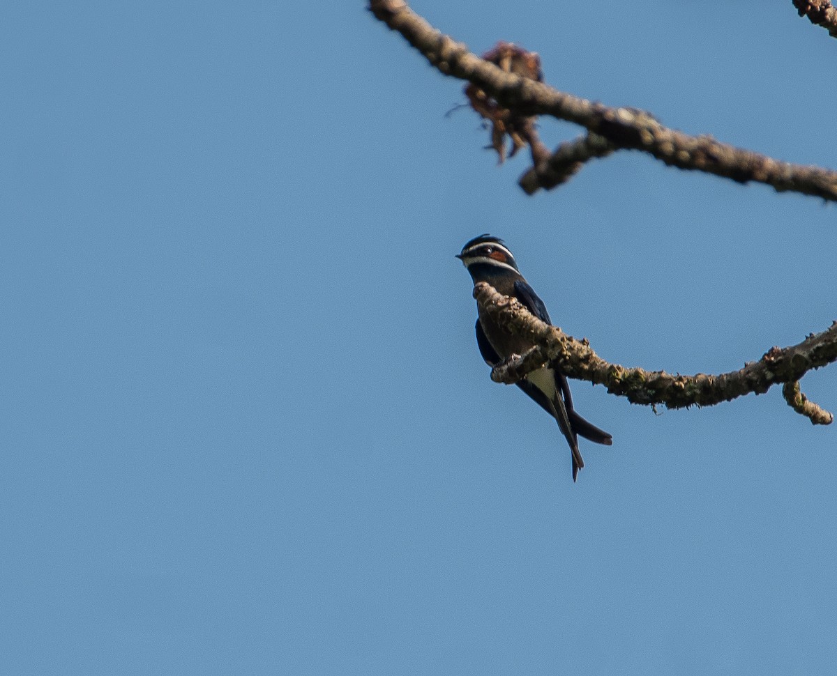 Whiskered Treeswift - ML142016511