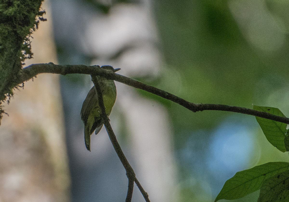 Hairy-backed Bulbul - Bill Bacon