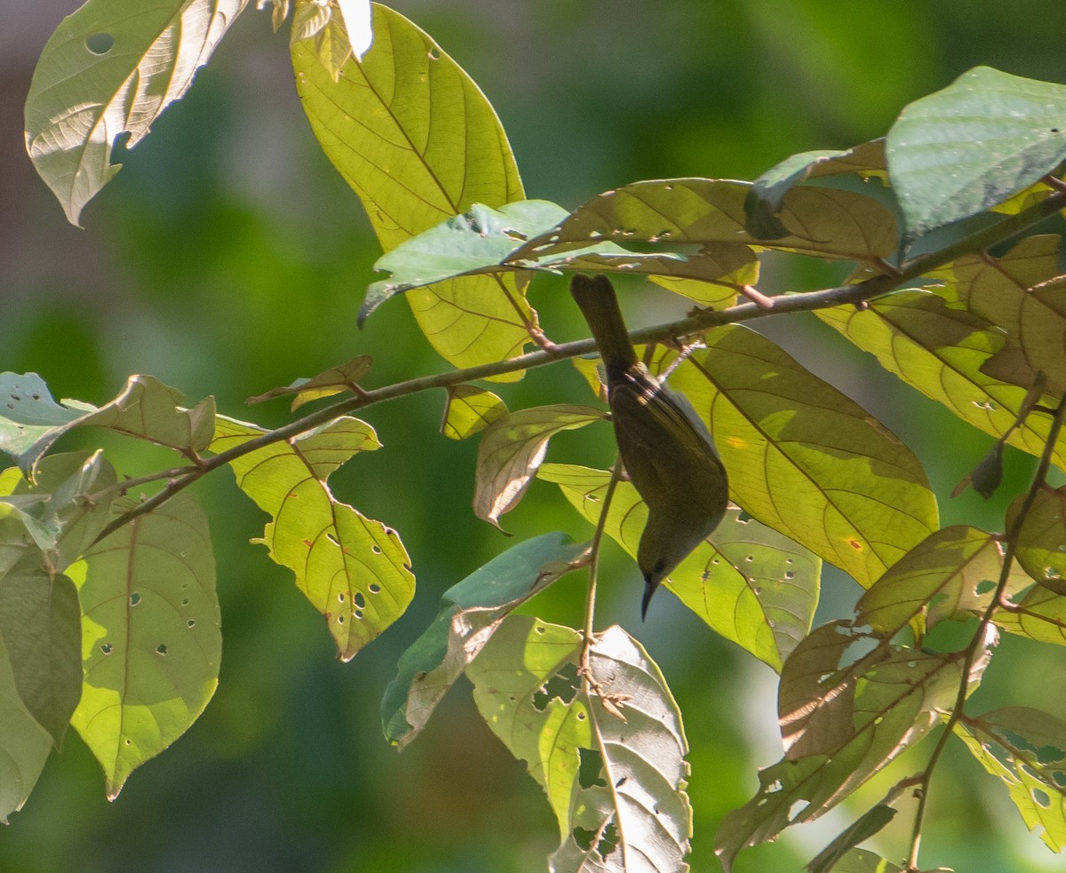 Plain Sunbird - Bill Bacon