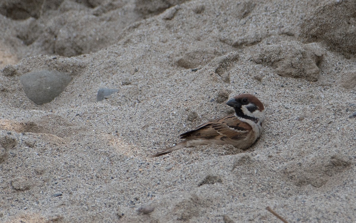 Eurasian Tree Sparrow - ML142016921