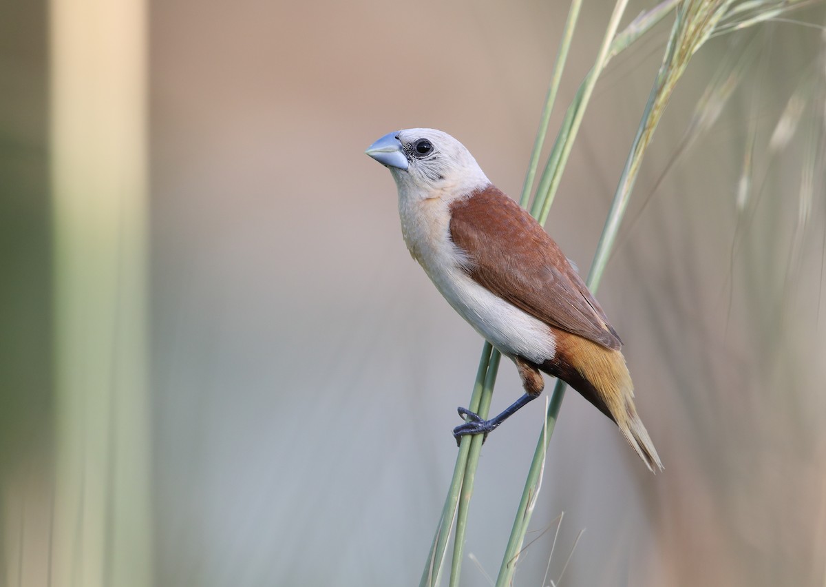 Yellow-rumped Munia - Marc Gardner