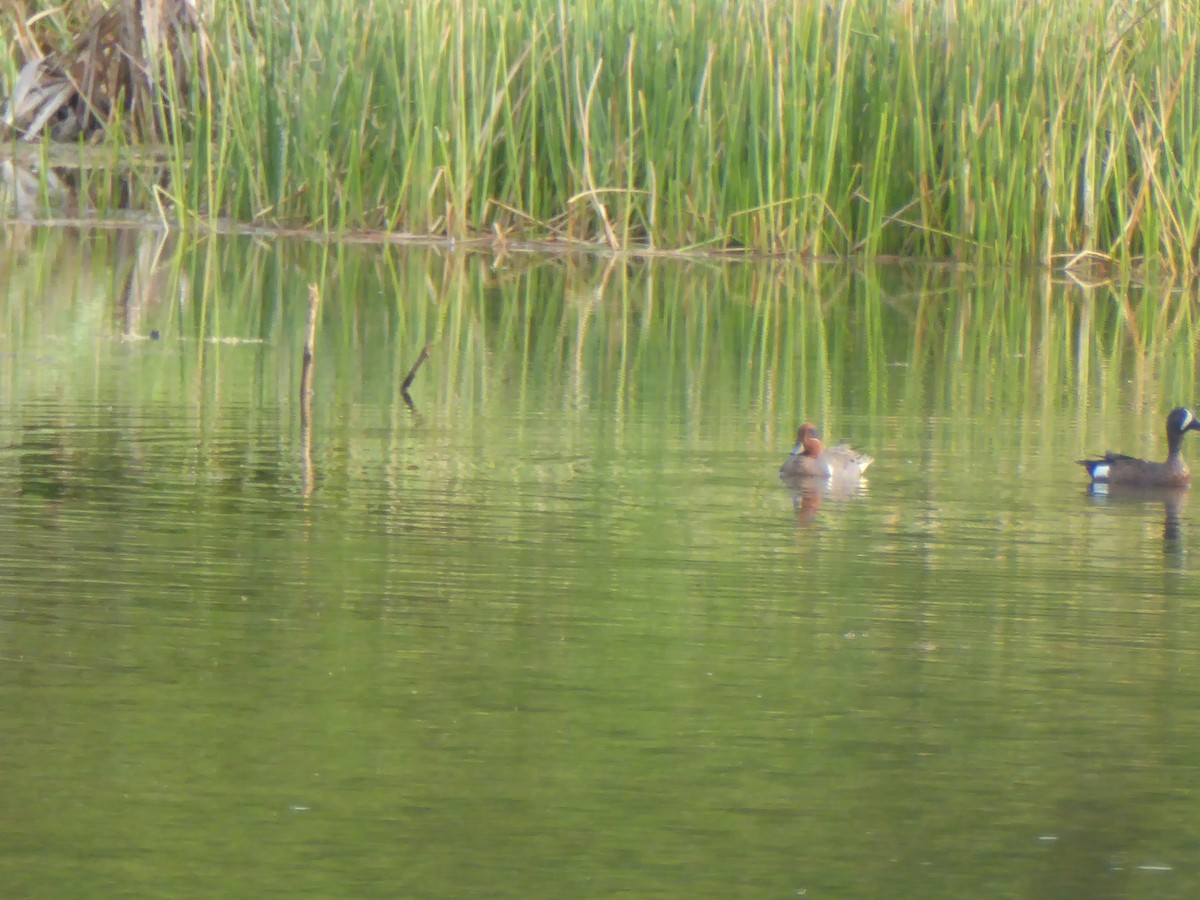 Green-winged Teal (American) - Rob Clements