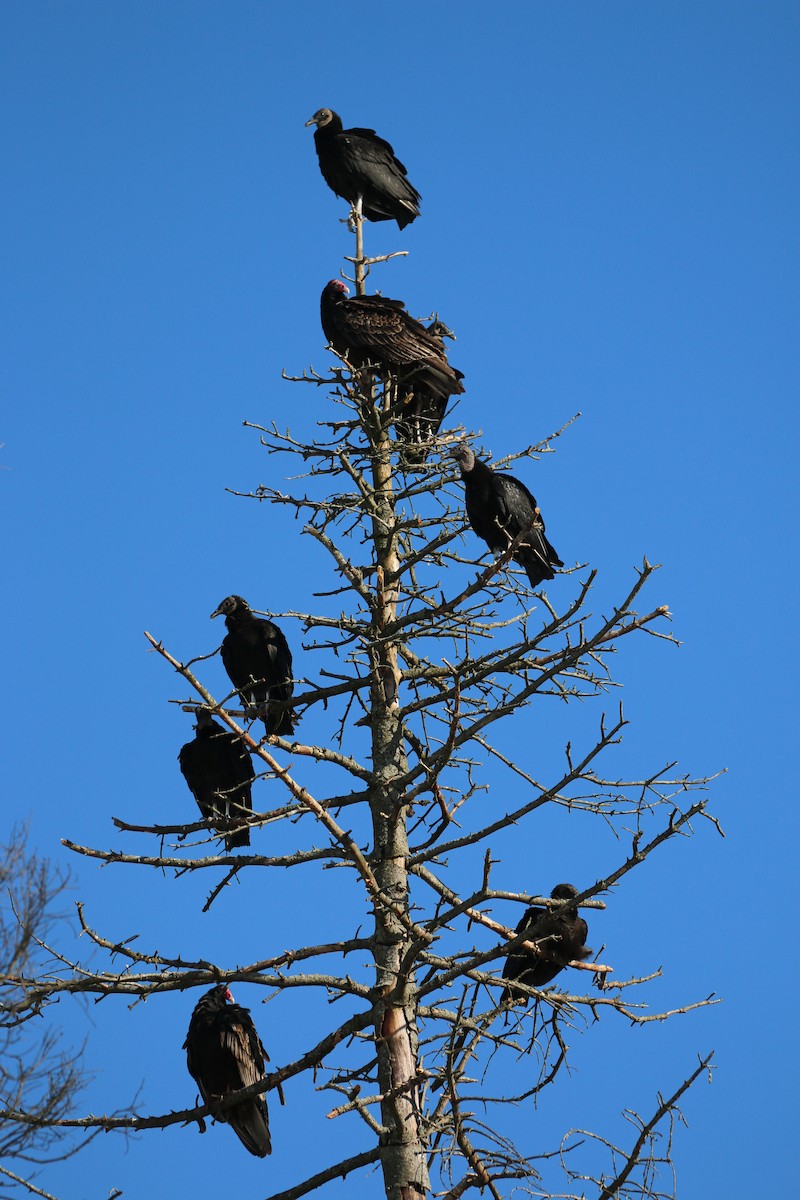 Black Vulture - ML142017491