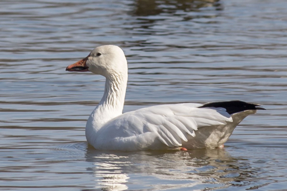 Snow Goose - ML142017711