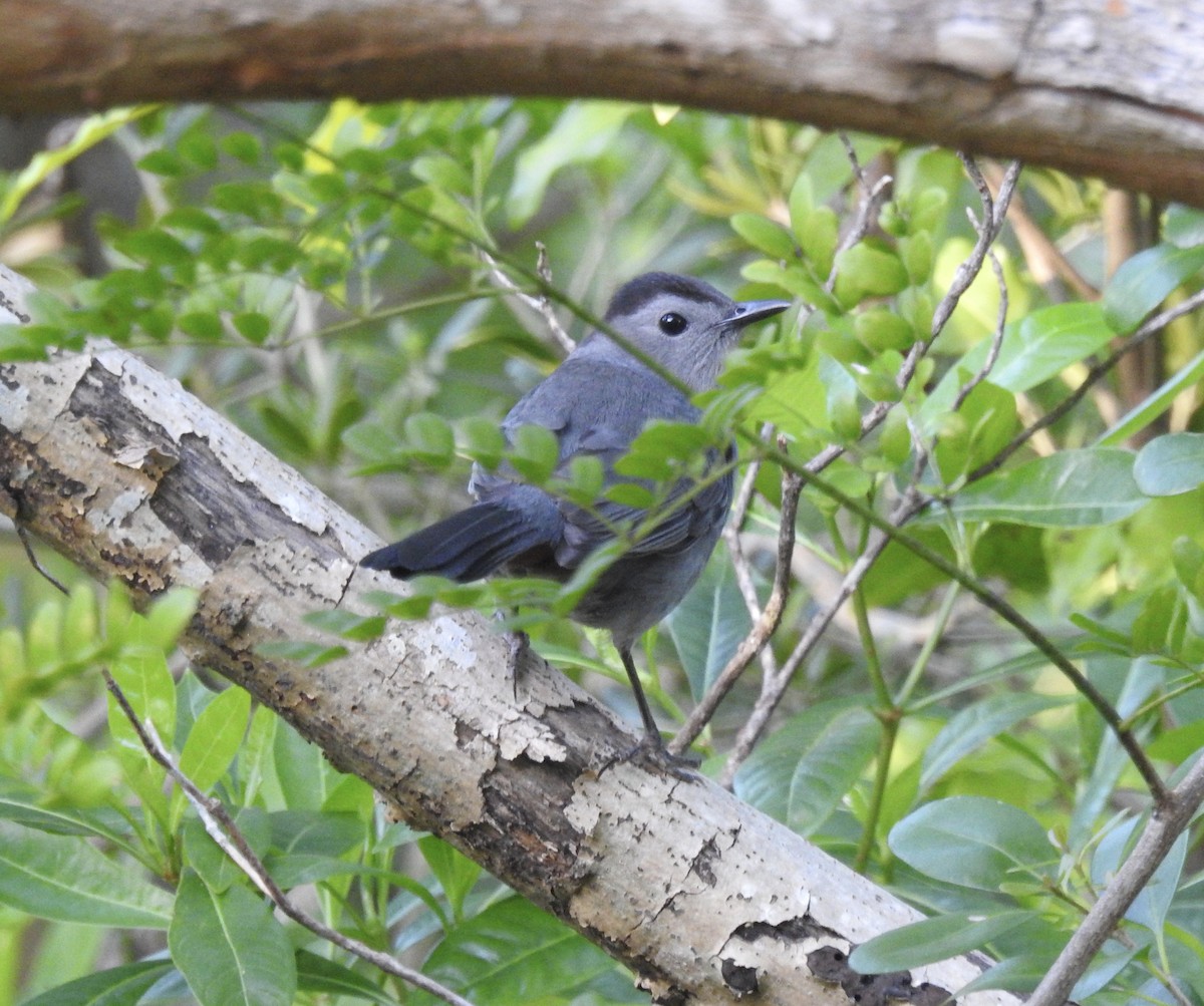 Gray Catbird - ML142018481