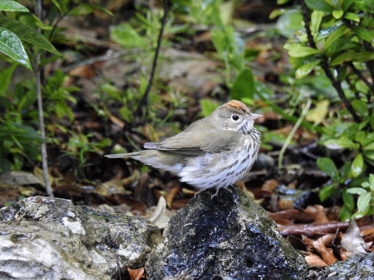 Ovenbird - ML142018591