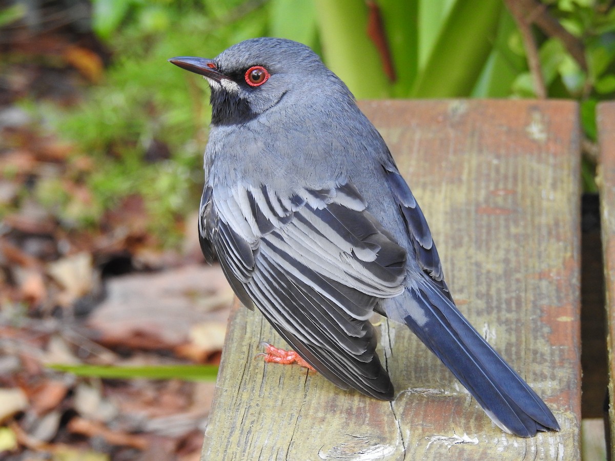 Red-legged Thrush - ML142018631