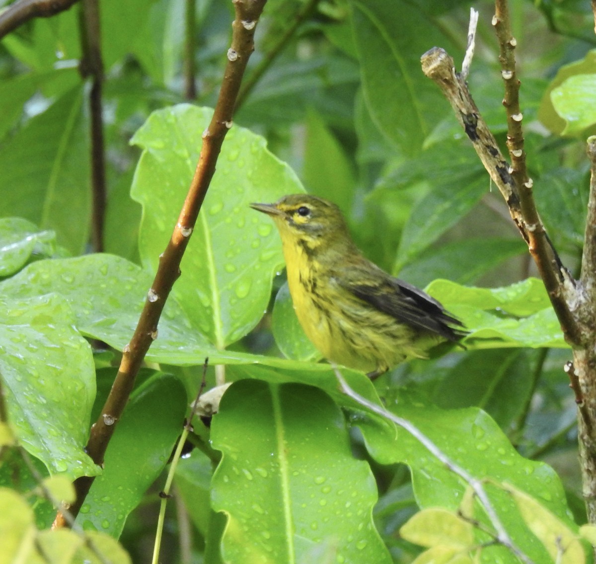 Prairie Warbler - ML142018681