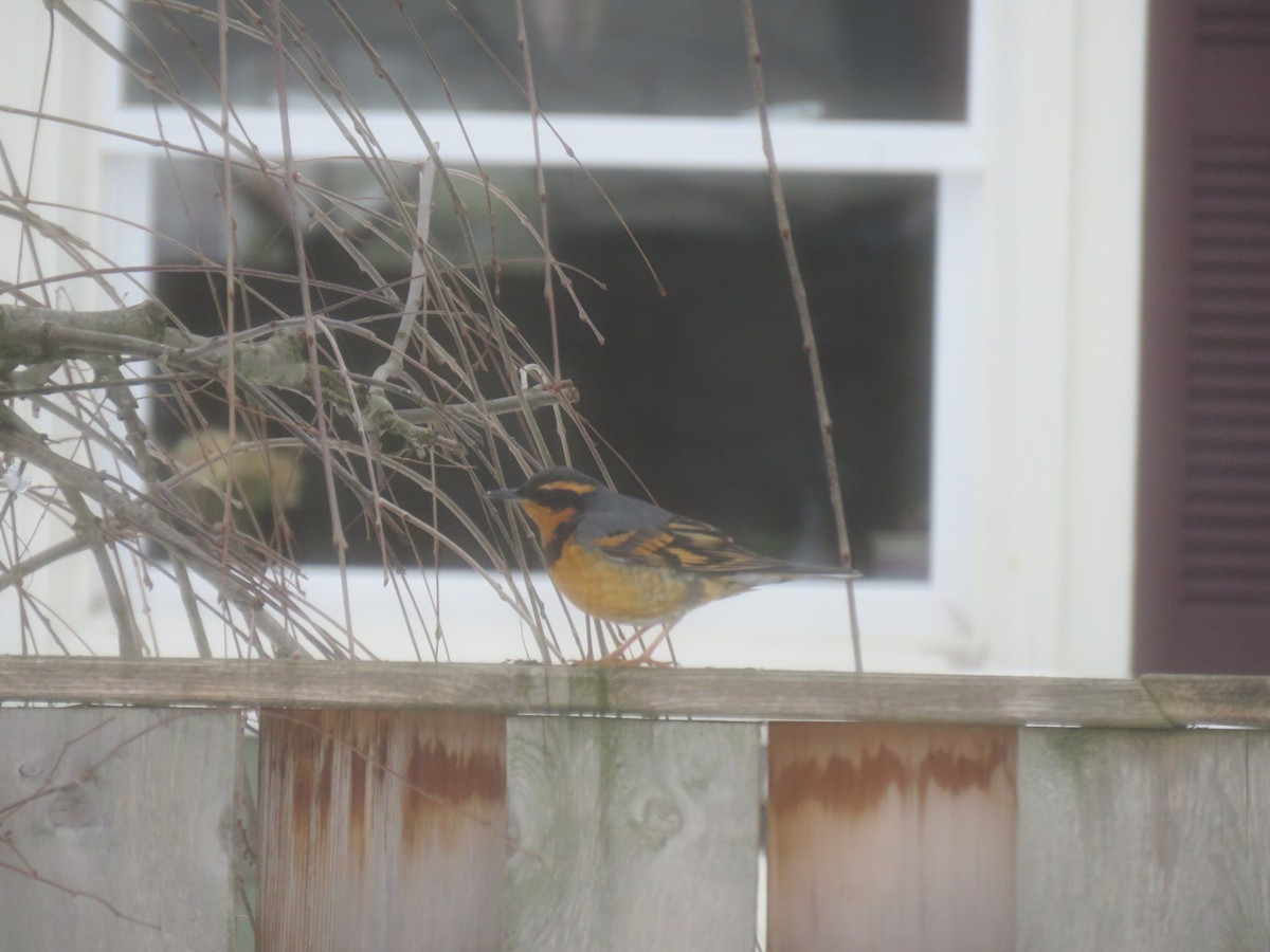 Varied Thrush - ML142018711