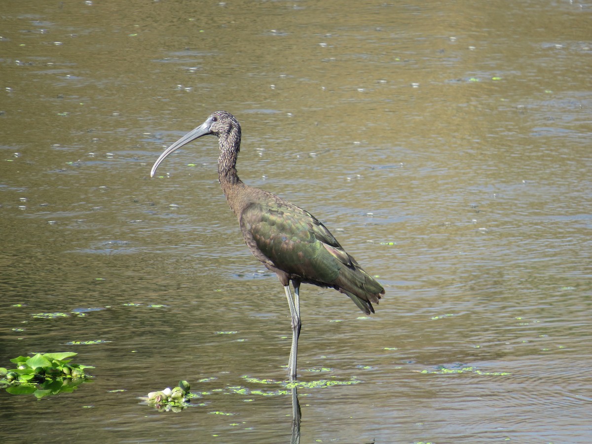 ibis hnědý - ML142018741