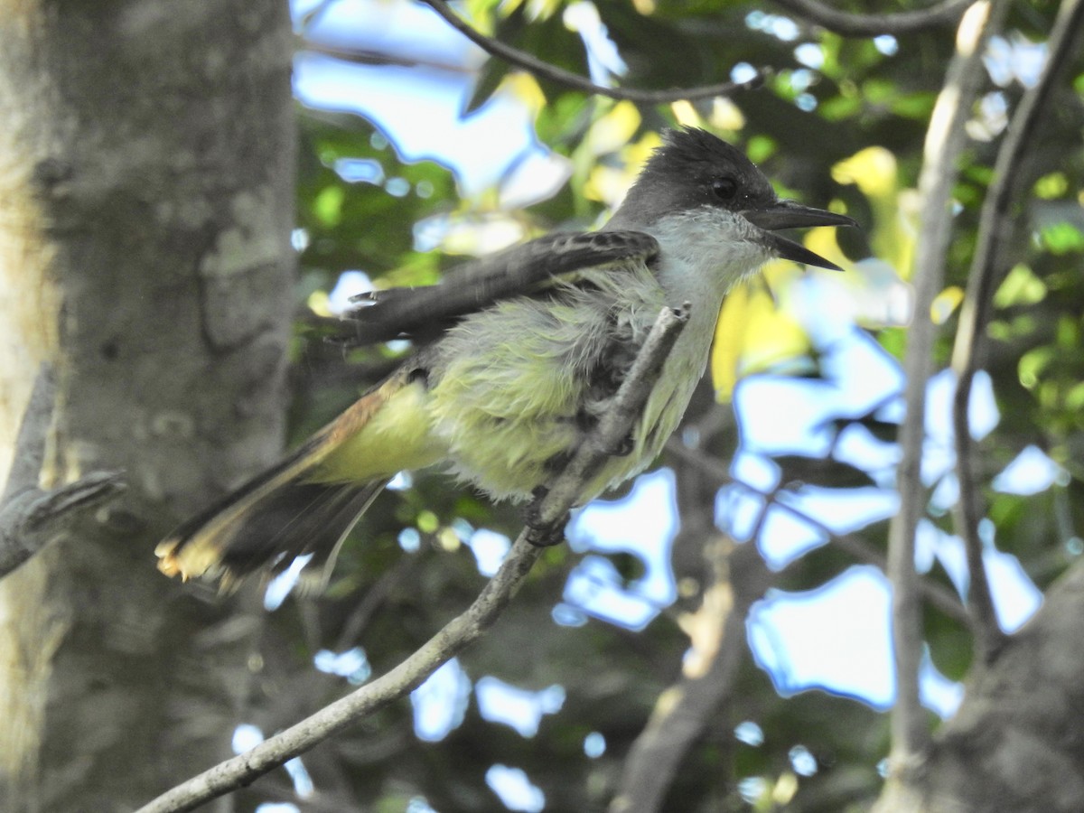 Loggerhead Kingbird - ML142018761