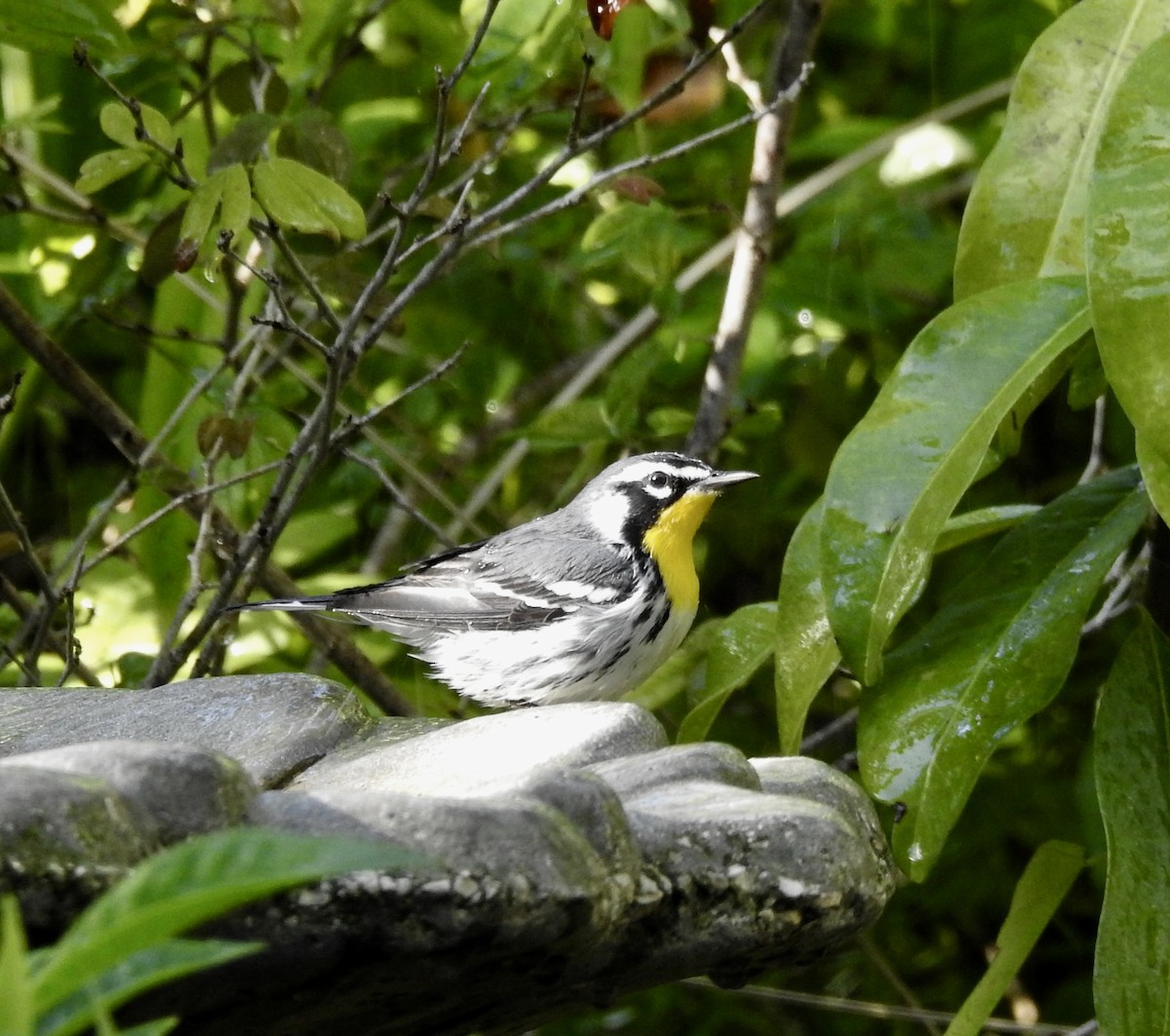 Paruline à gorge jaune - ML142018821