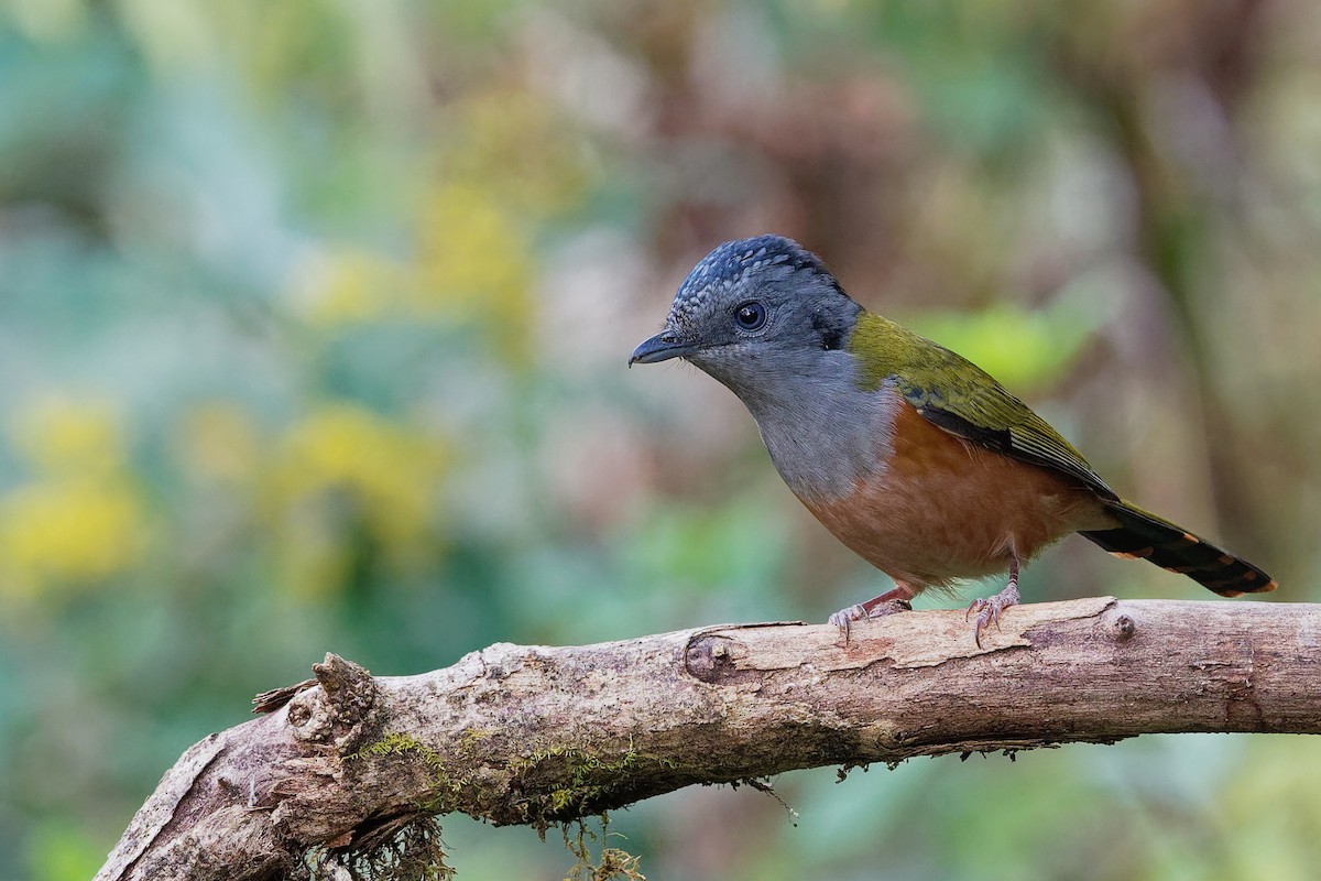 Black-headed Shrike-Babbler - Vincent Wang