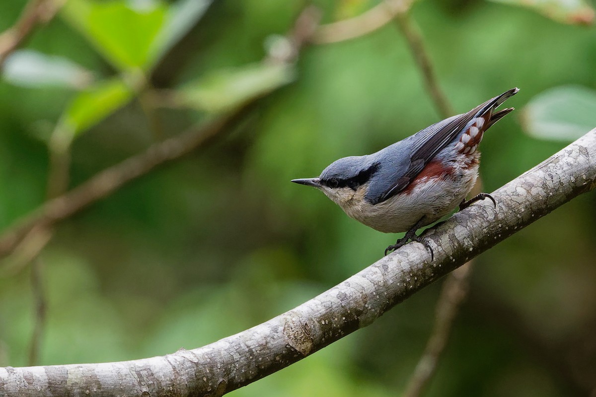 Chestnut-vented Nuthatch - ML142018981