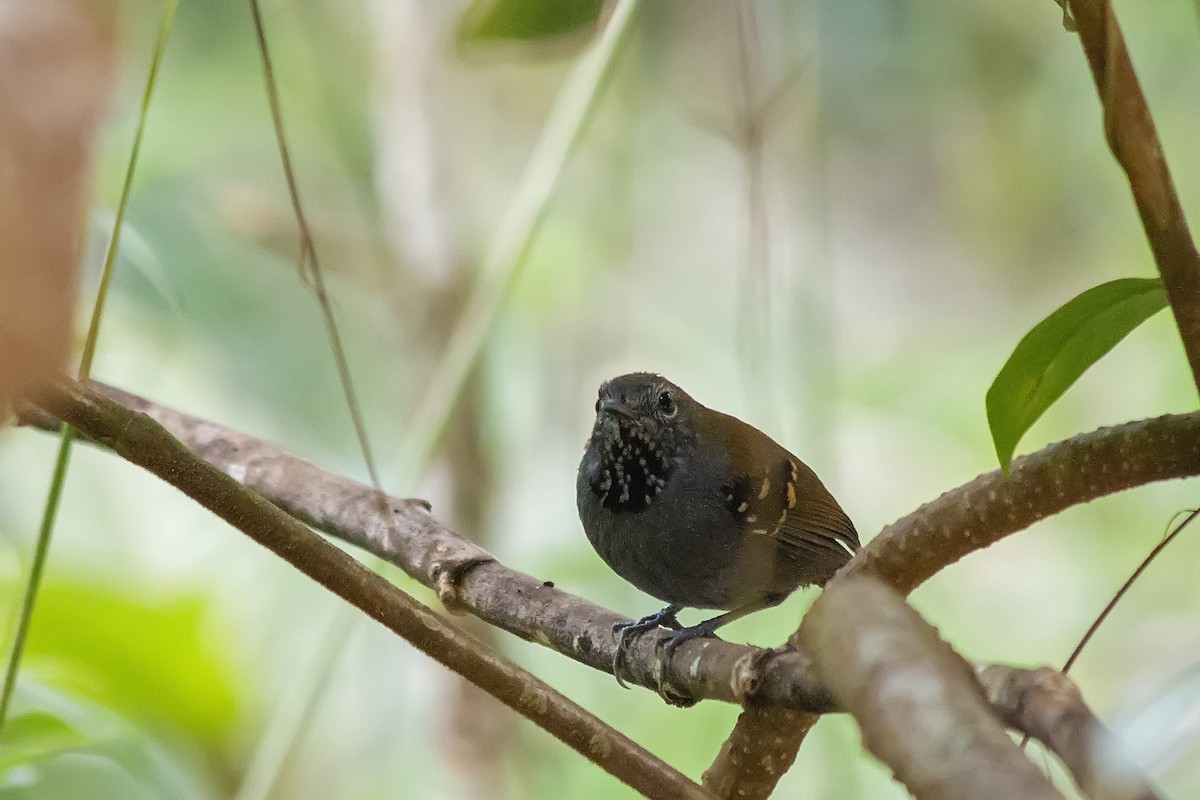 Star-throated Antwren - Gabriel Bonfa