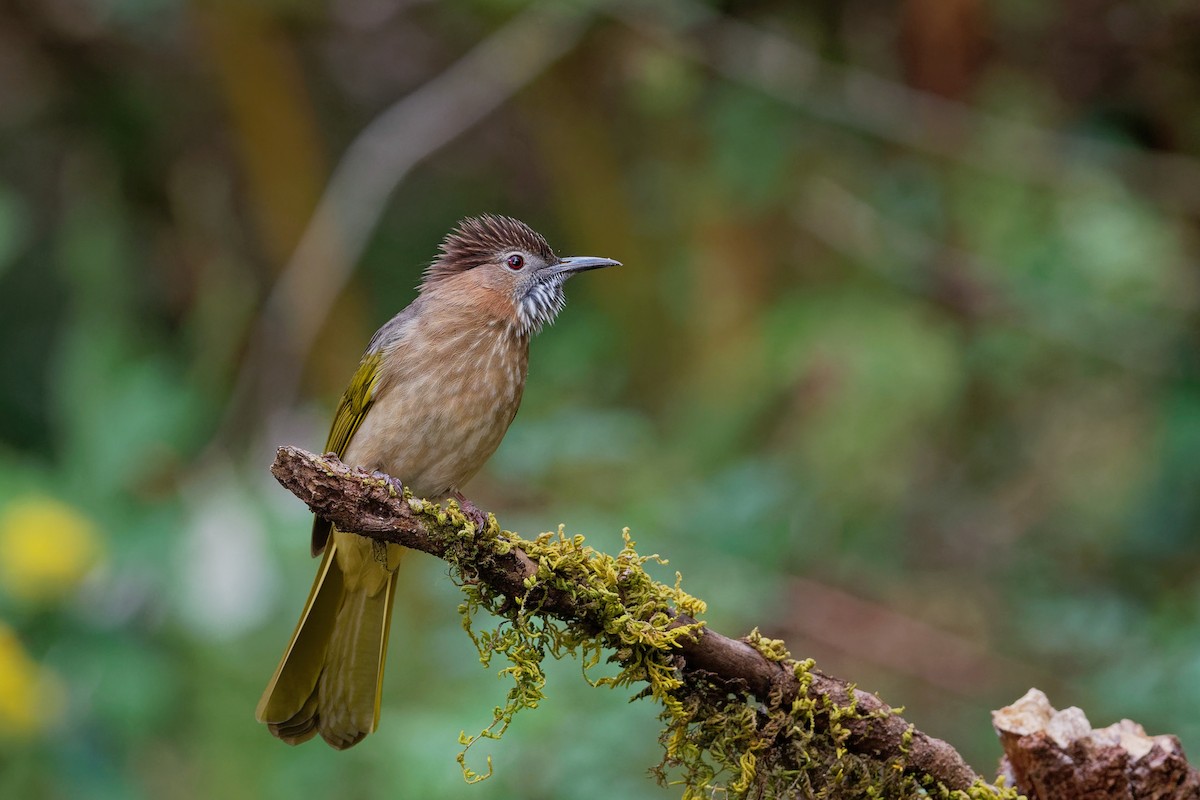 Mountain Bulbul - Vincent Wang