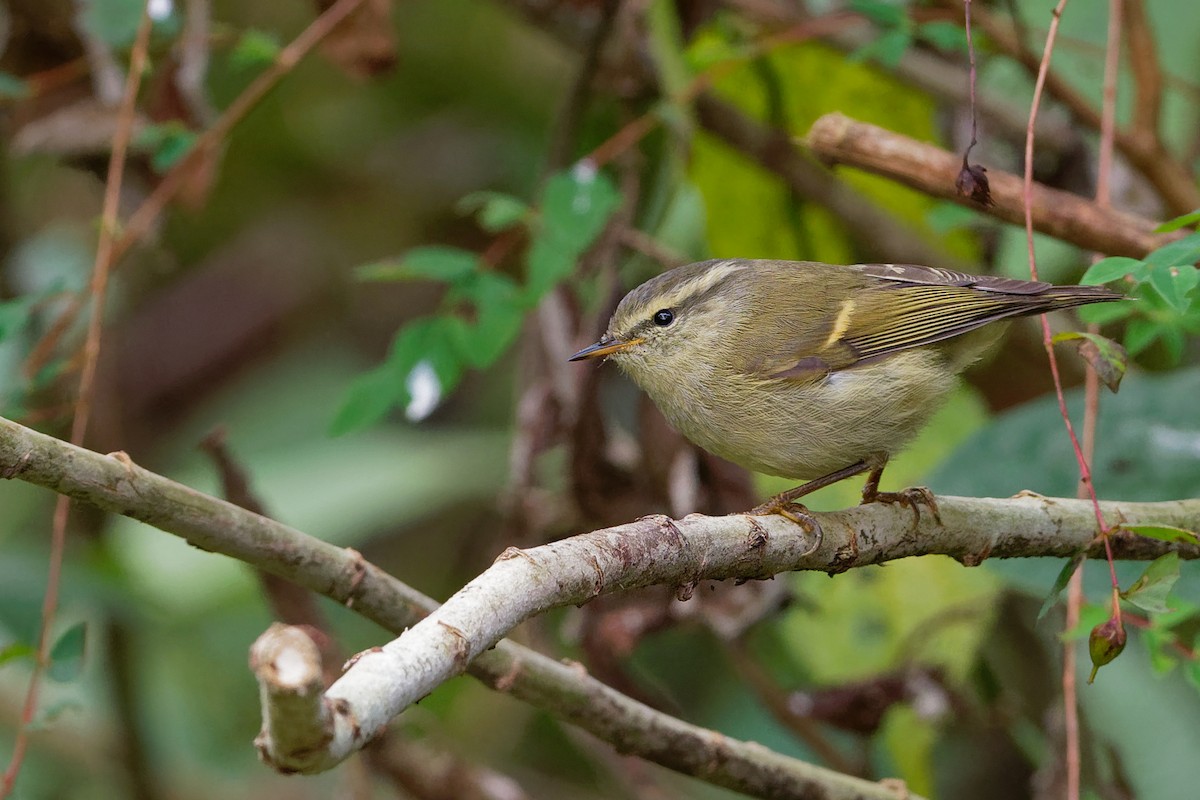 Buff-barred Warbler - ML142019151