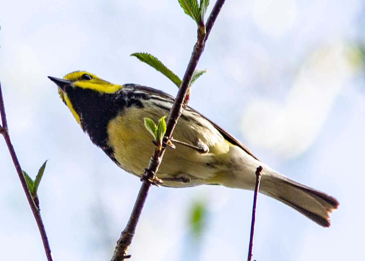 Black-throated Green Warbler - ML142019251