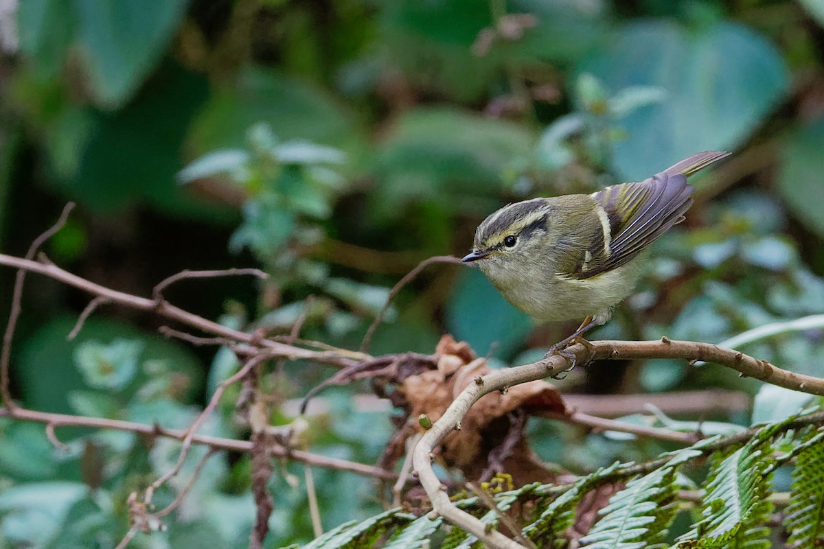 Sichuan Leaf Warbler - Vincent Wang